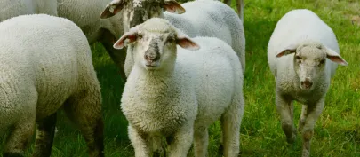 Quand la physique prend la clé des champs